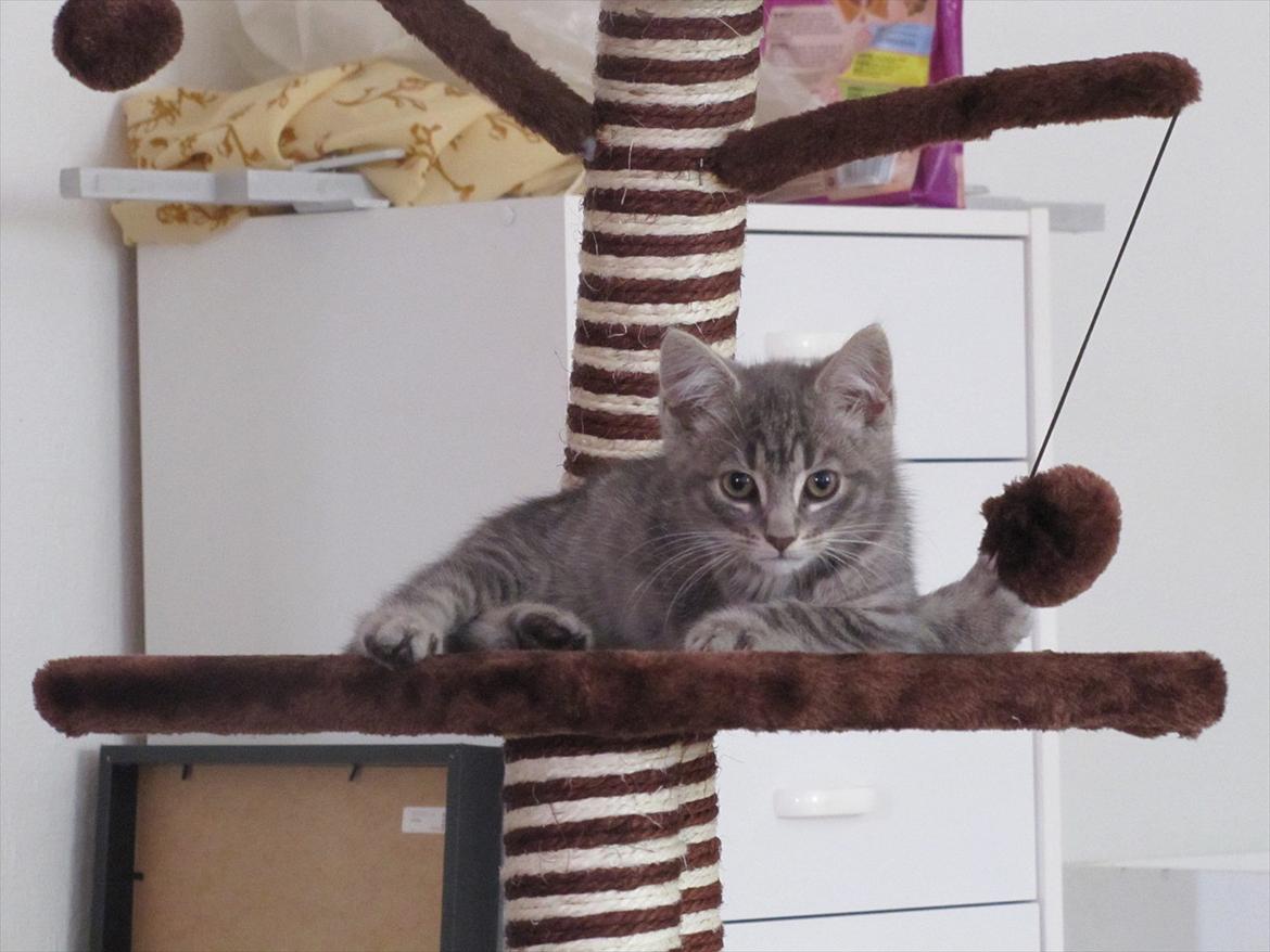 Huskat Sölvi Hittemis billede 10