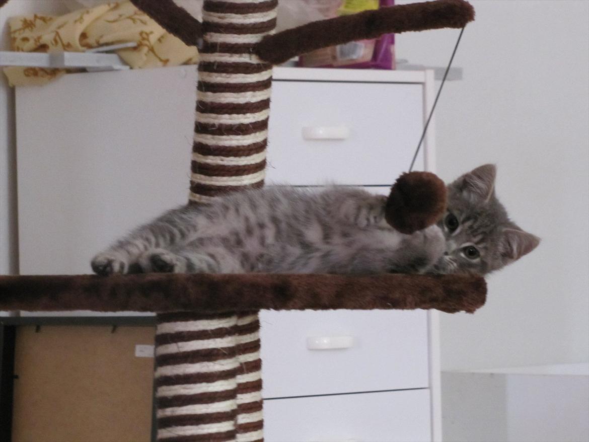 Huskat Sölvi Hittemis billede 11