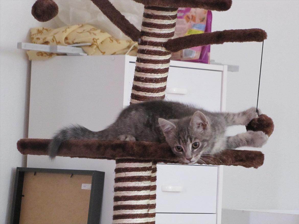 Huskat Sölvi Hittemis billede 12