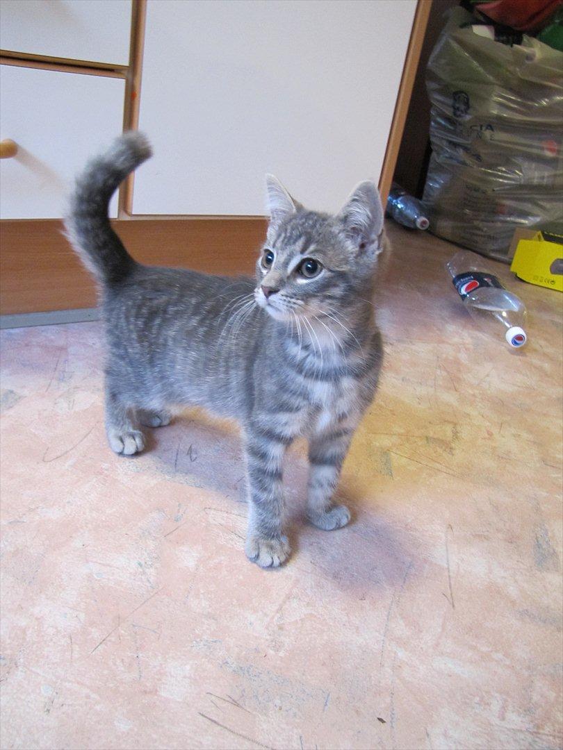 Huskat Sölvi Hittemis billede 13