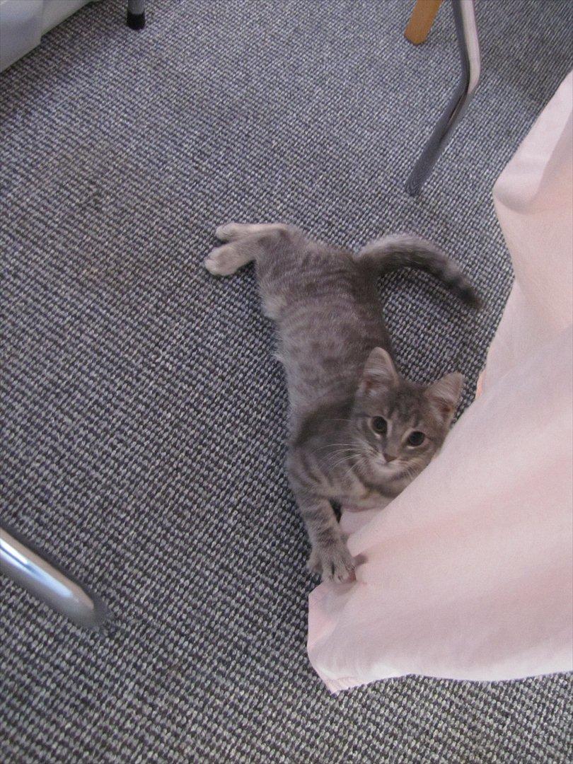 Huskat Sölvi Hittemis billede 14