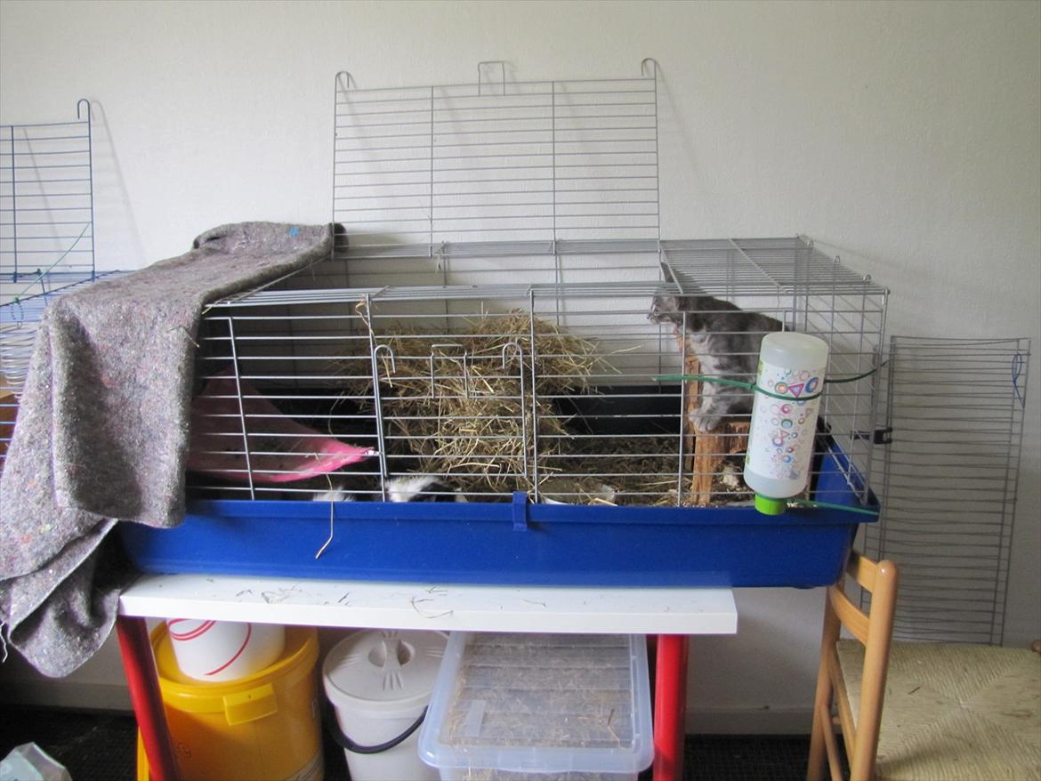 Huskat Sölvi Hittemis billede 15