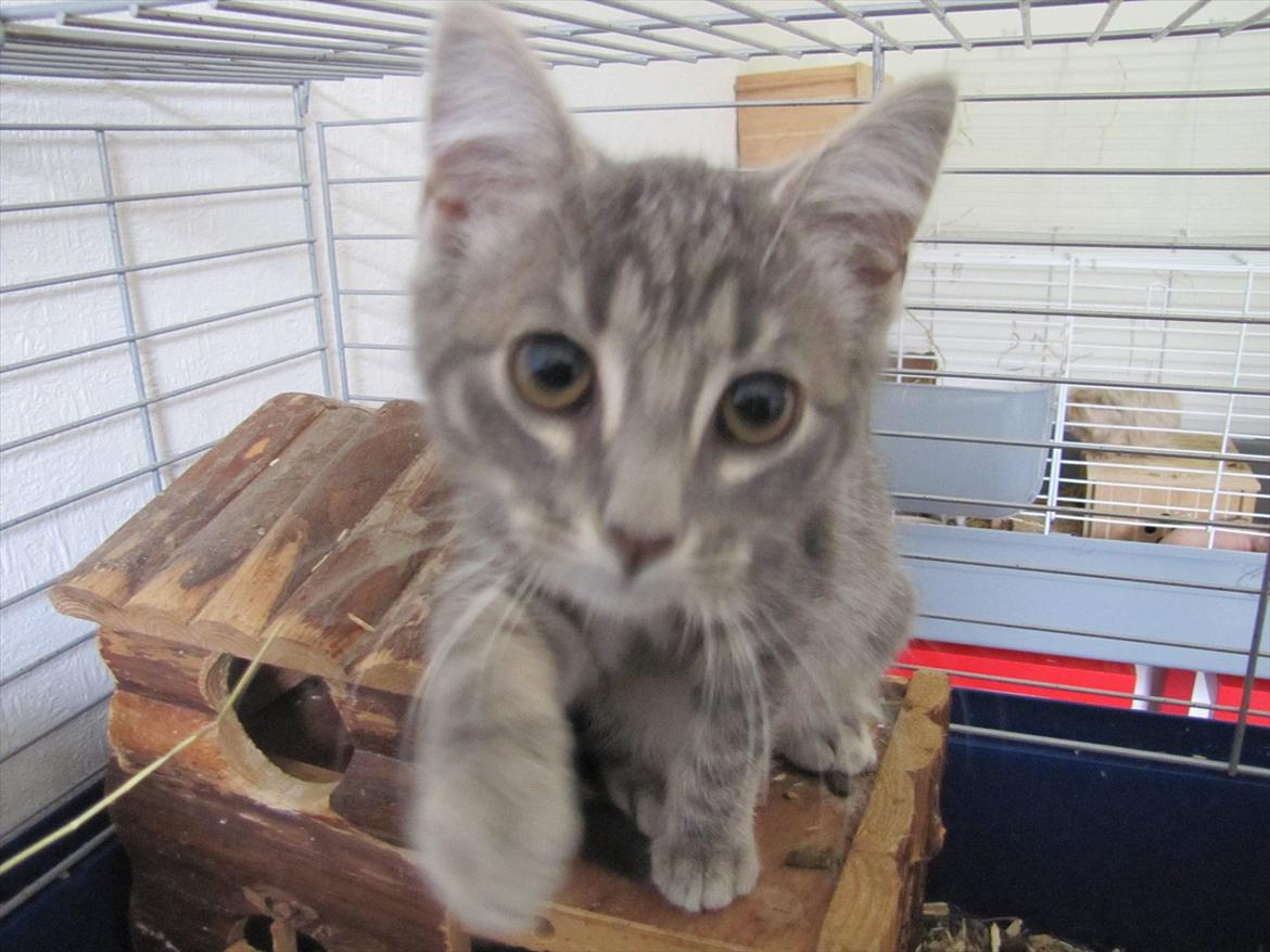 Huskat Sölvi Hittemis billede 16