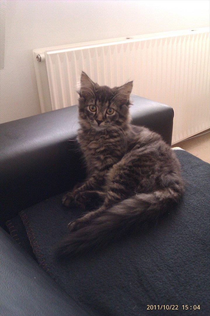 Blanding af racer Cuba - Den dag vi fik Cuba hjem:-). billede 2