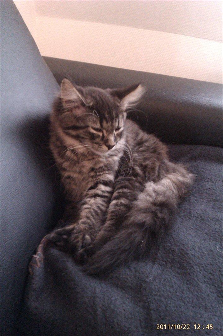 Blanding af racer Cuba billede 3