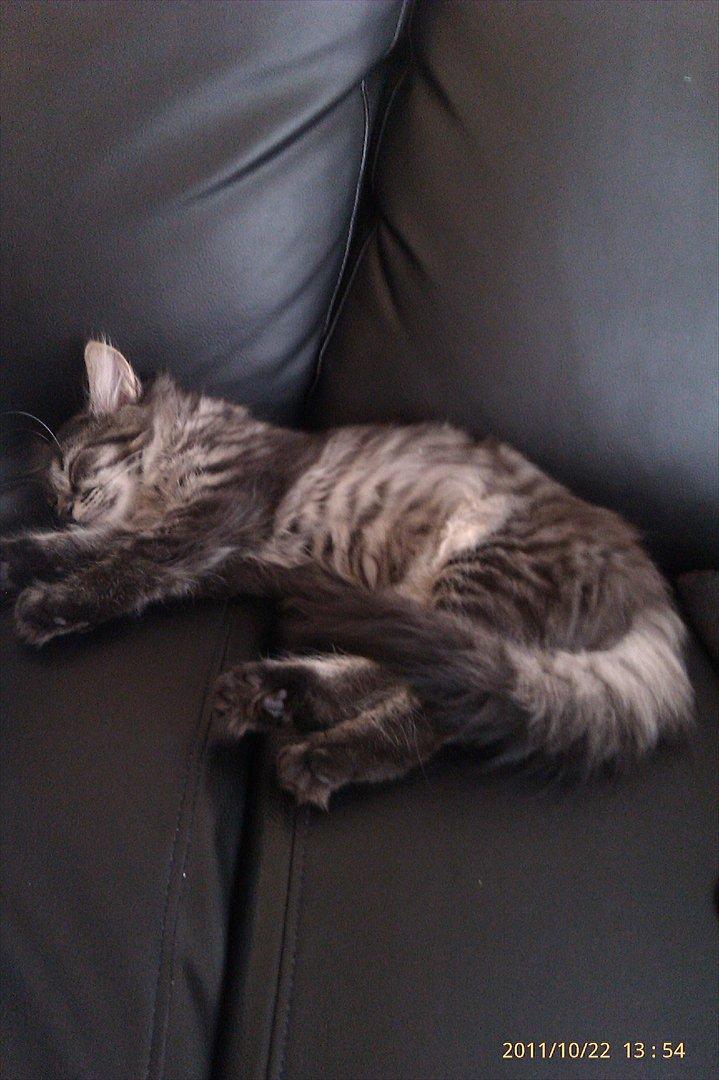 Blanding af racer Cuba billede 4