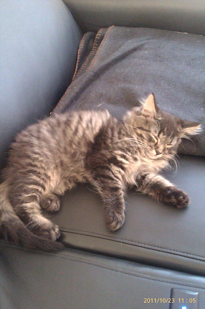 Blanding af racer Cuba billede 5