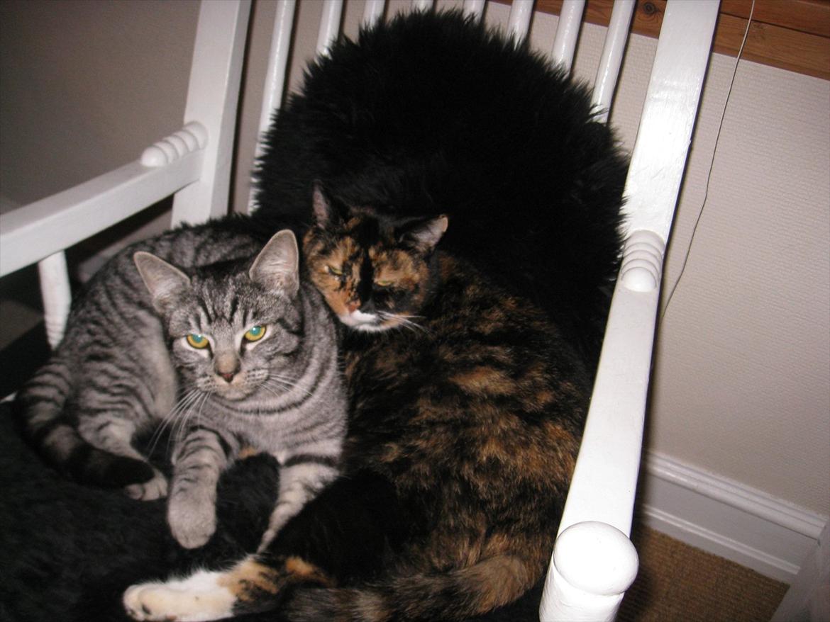 Blanding af racer Blackfoot - her med min mor  billede 13