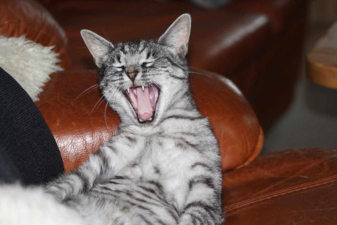 Blanding af racer Blackfoot - lidt søvnig eller hva!! billede 14