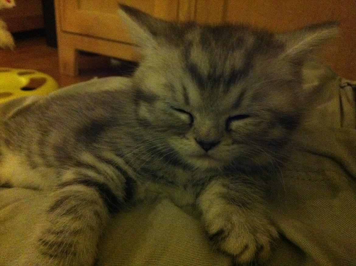 Blanding af racer Boris billede 3