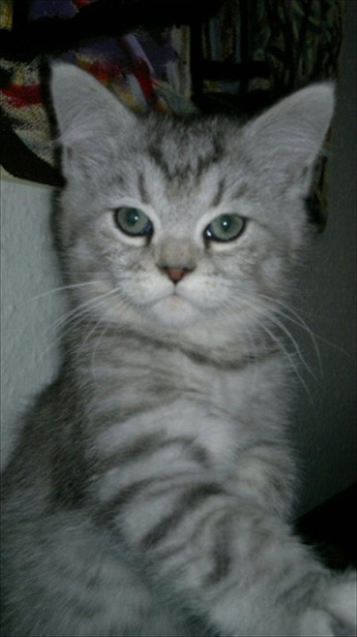 Blanding af racer Boris billede 5