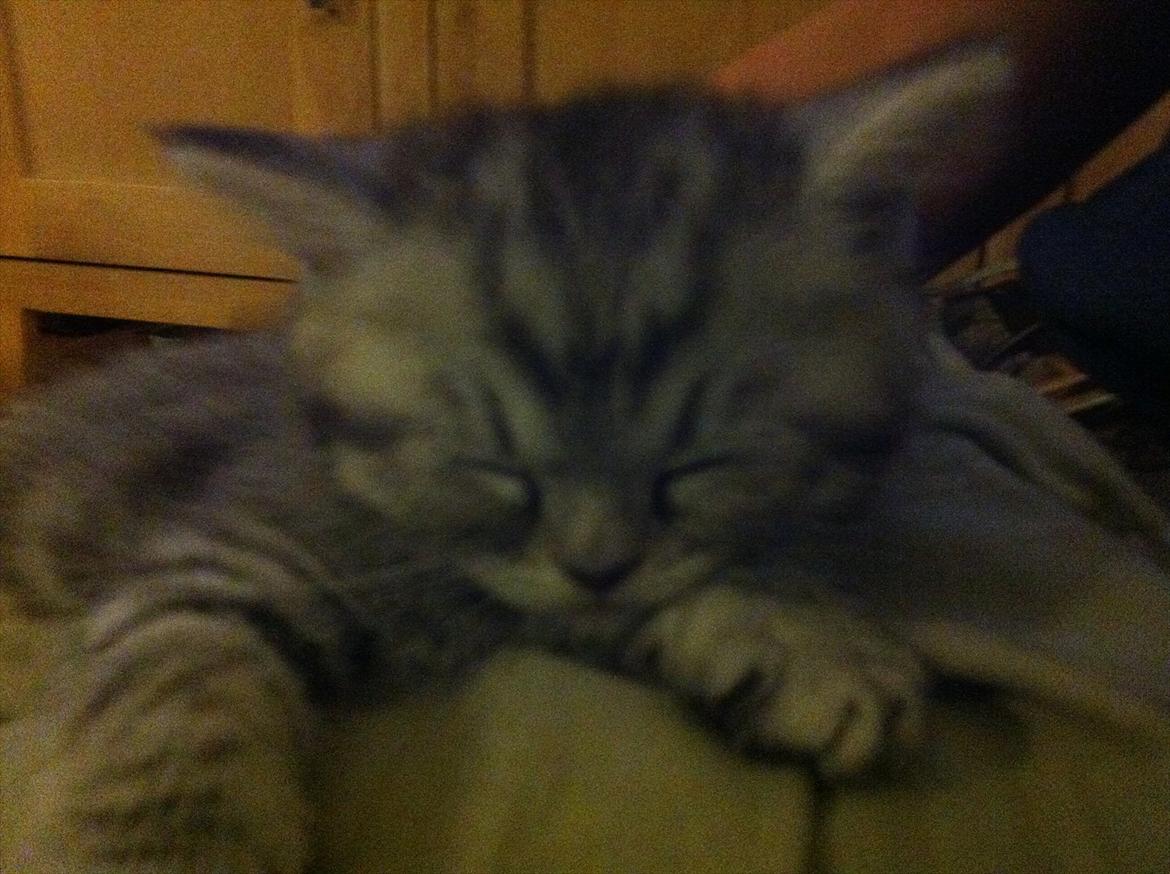 Blanding af racer Boris billede 2