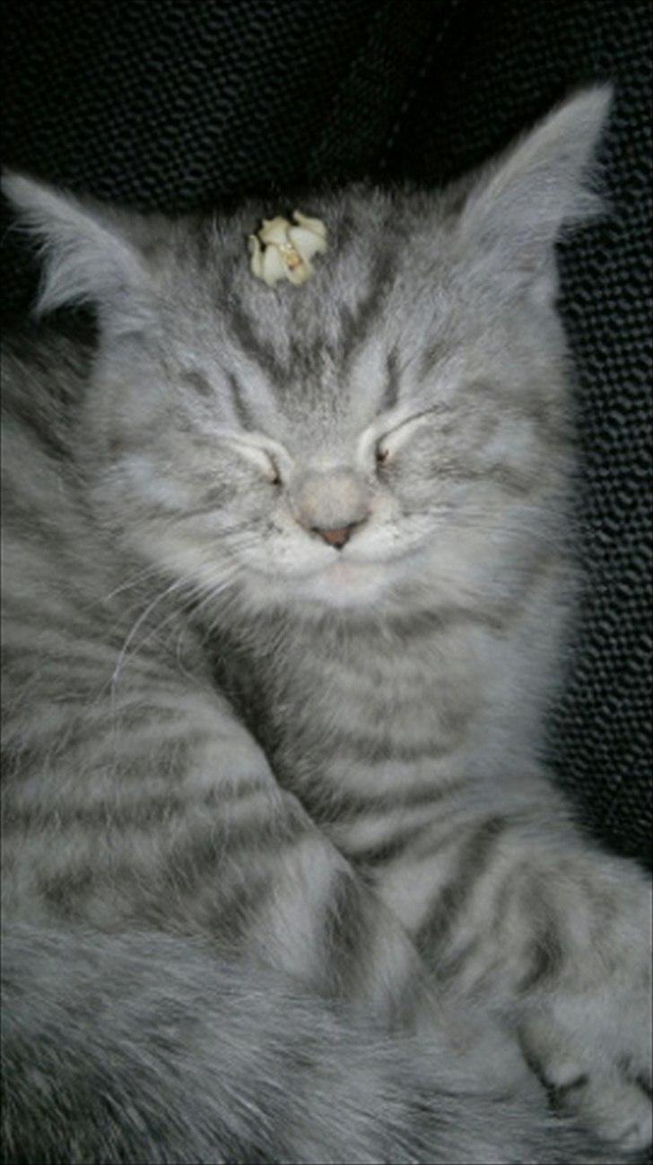 Blanding af racer Boris billede 6