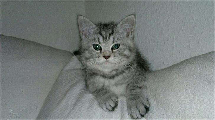 Blanding af racer Boris billede 7