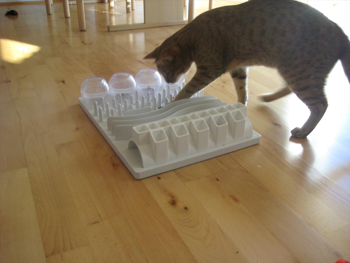 Ocicat Sarah billede 10