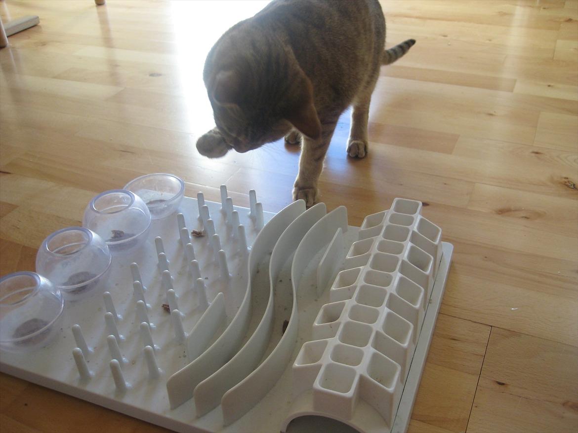 Ocicat Sarah billede 11