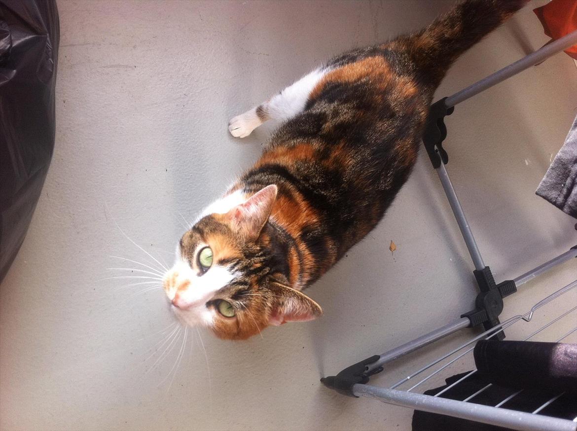 Blanding af racer Freja billede 6