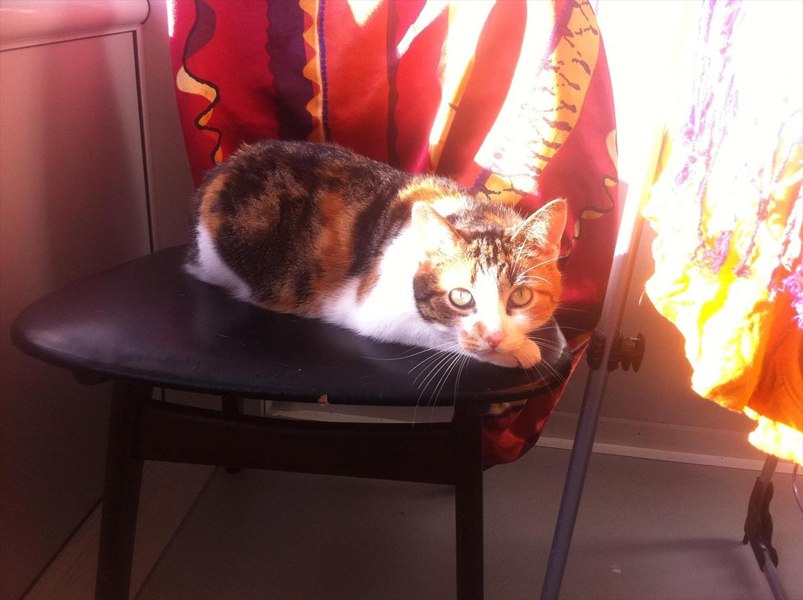 Blanding af racer Freja billede 7