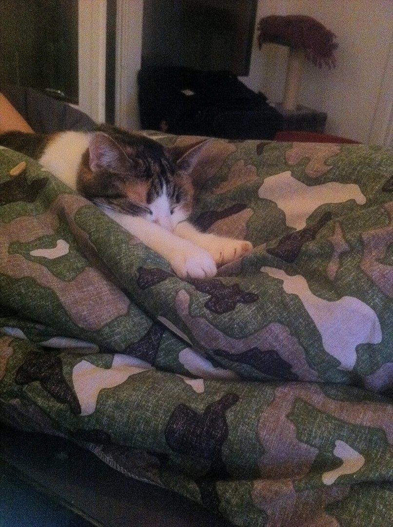 Blanding af racer Freja billede 8