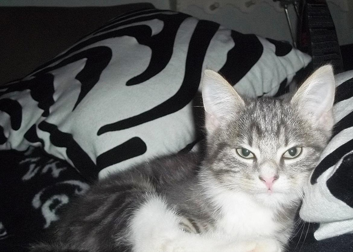 Blanding af racer Bølle. billede 1