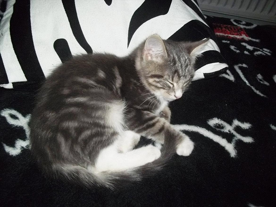 Blanding af racer Bølle. billede 2