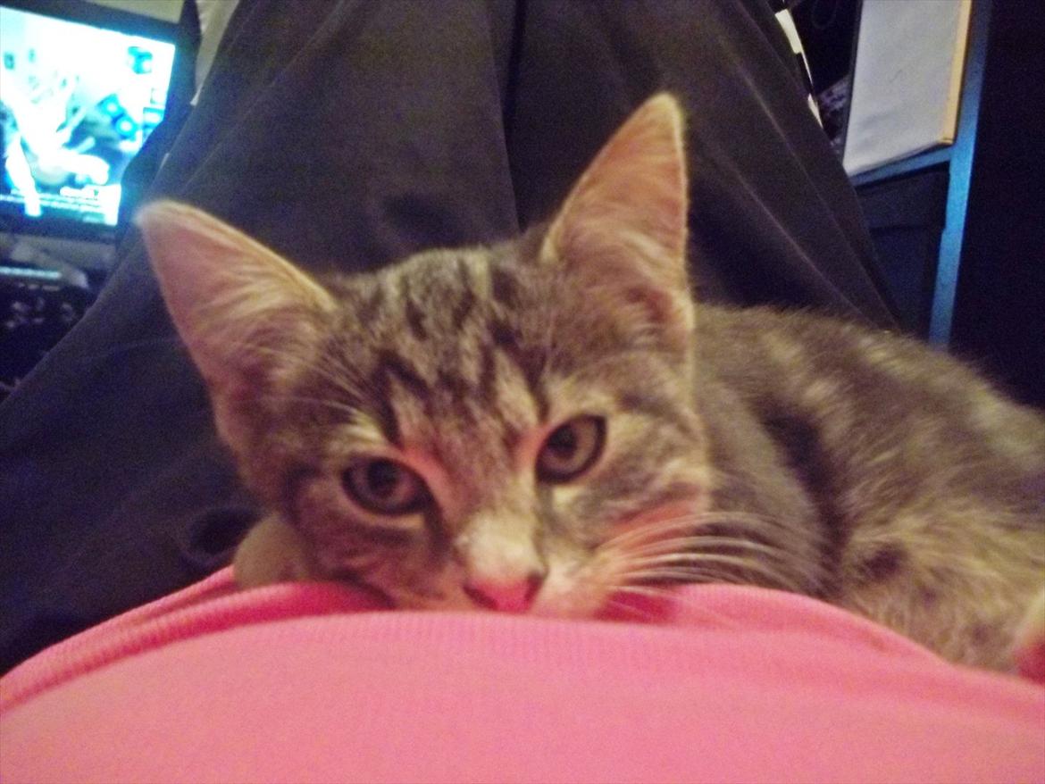 Blanding af racer Bølle. billede 3