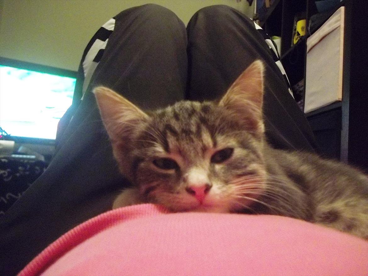 Blanding af racer Bølle. billede 4