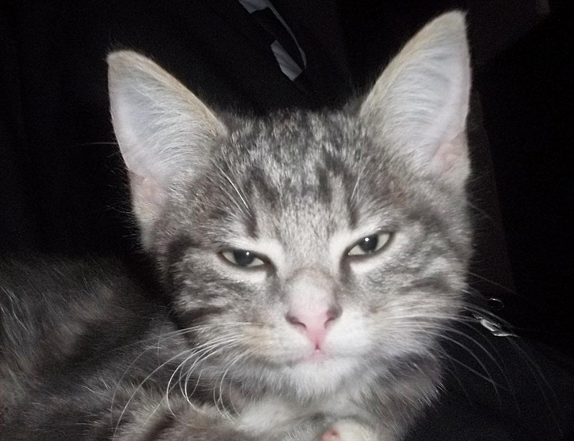 Blanding af racer Bølle. billede 5