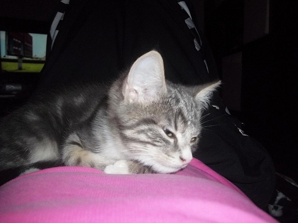 Blanding af racer Bølle. billede 6