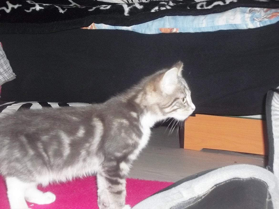 Blanding af racer Bølle. billede 7