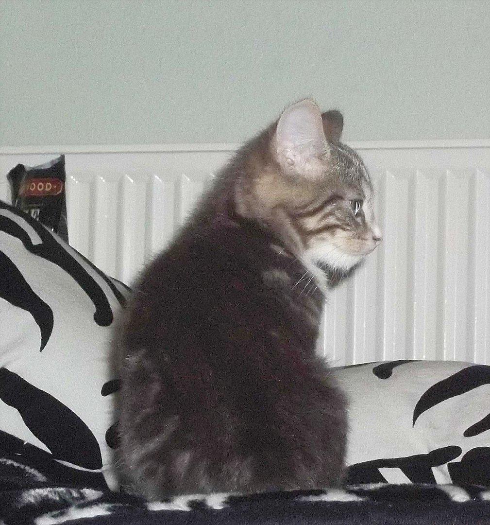 Blanding af racer Bølle. billede 8