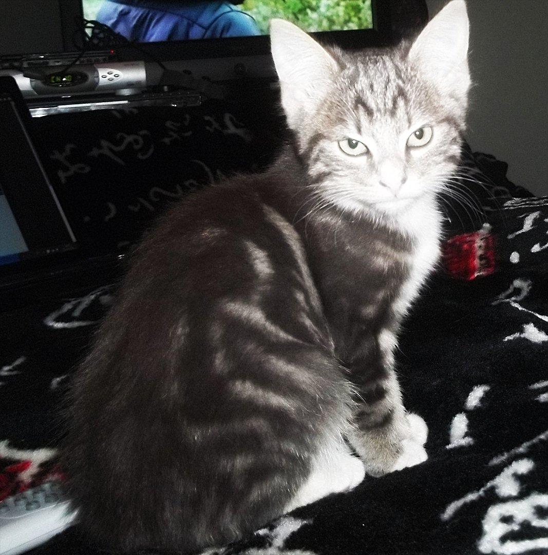 Blanding af racer Bølle. billede 9