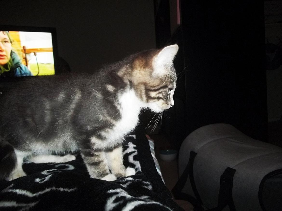 Blanding af racer Bølle. billede 10