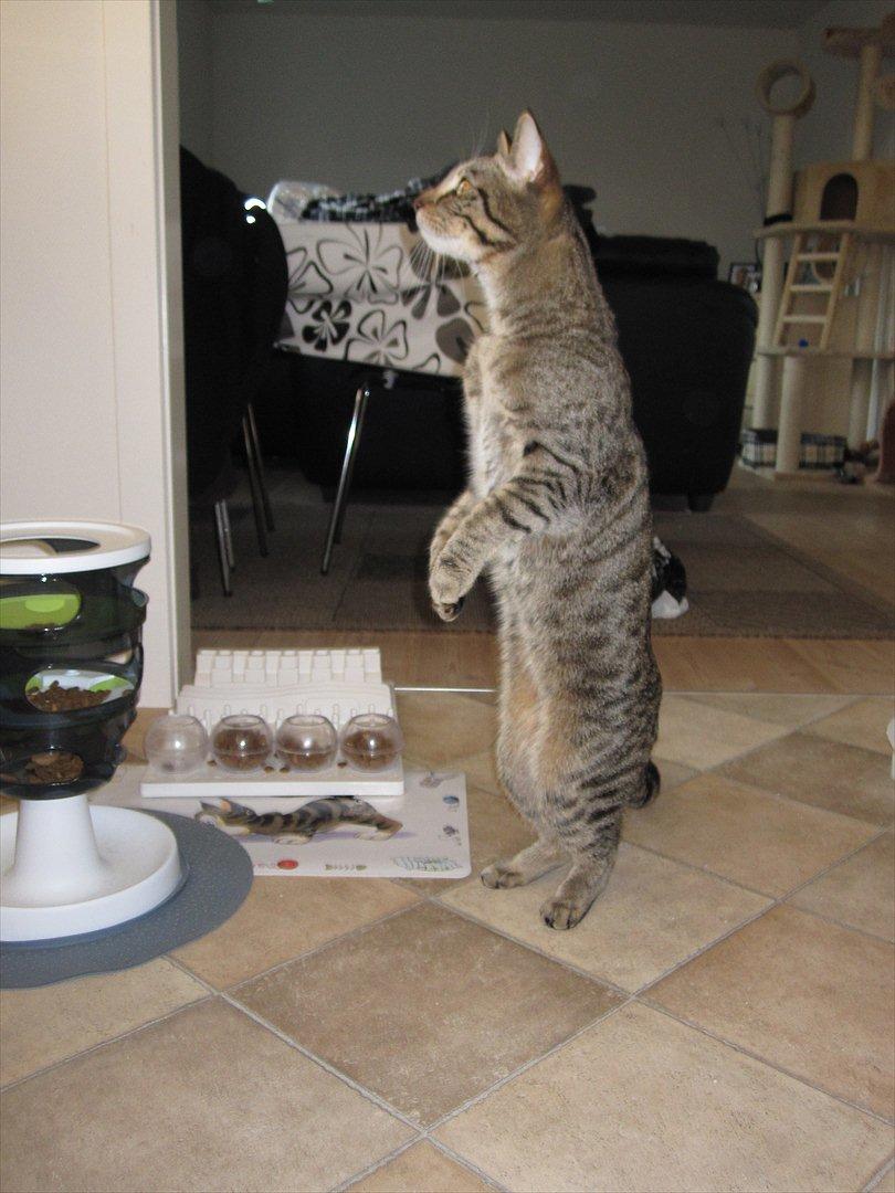 Huskat Felix billede 16