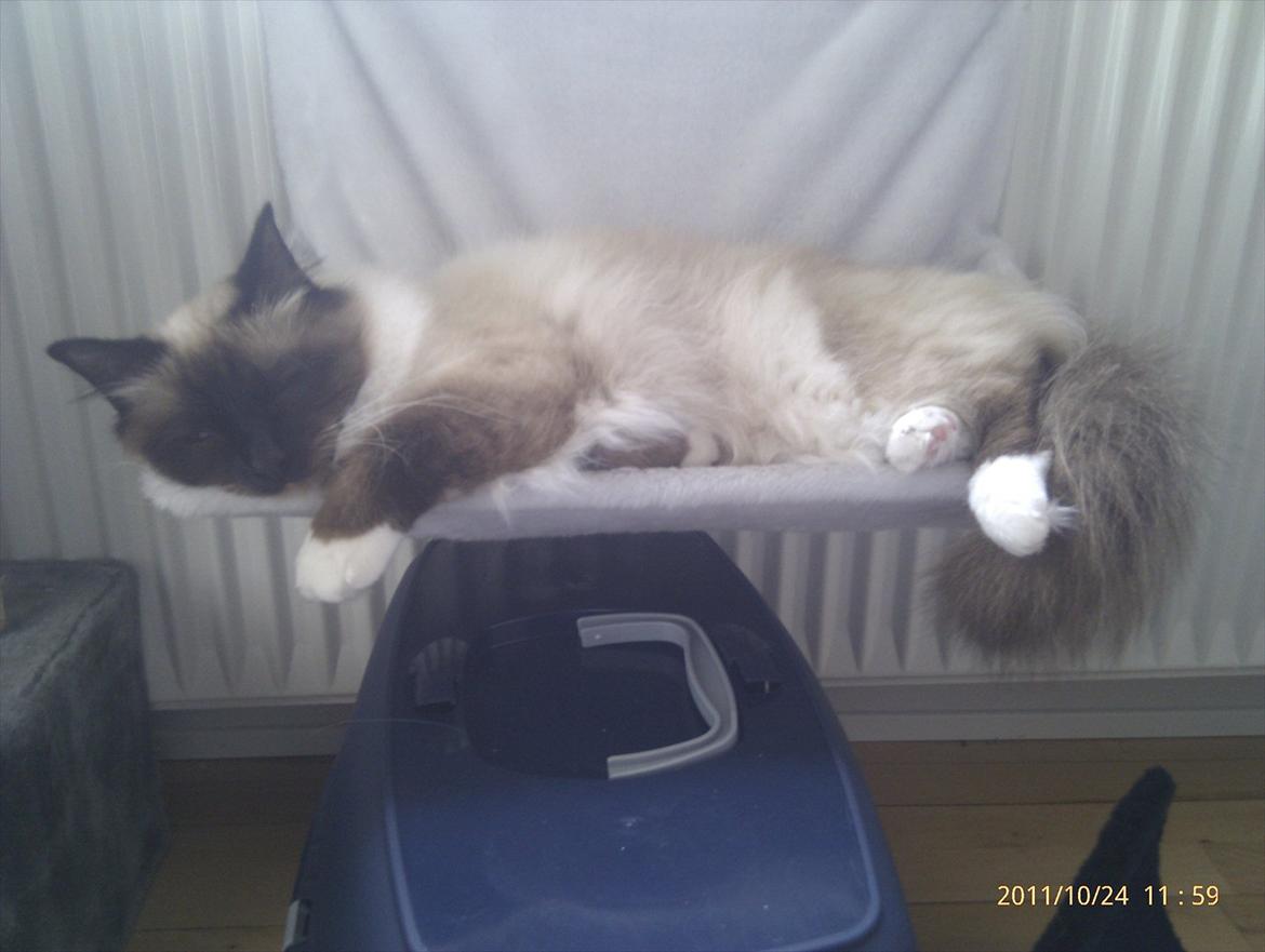 Hellig Birma Sluggi billede 8