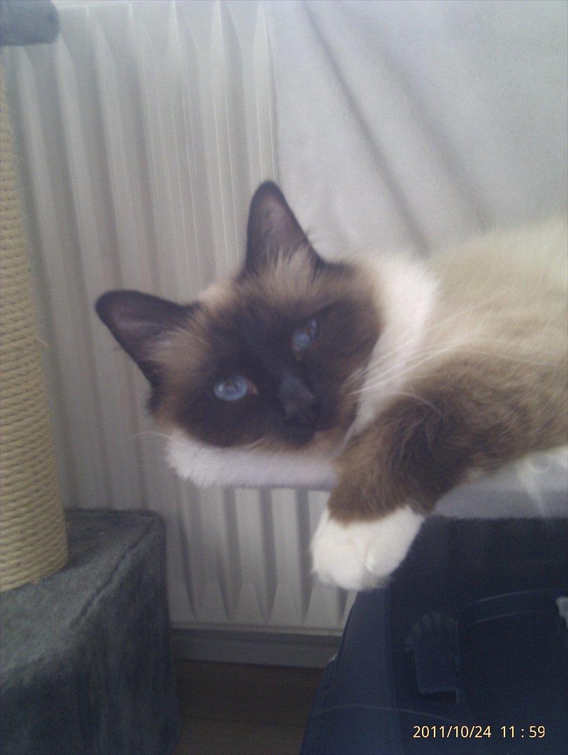 Hellig Birma Sluggi billede 9