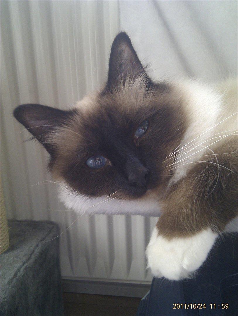 Hellig Birma Sluggi billede 10