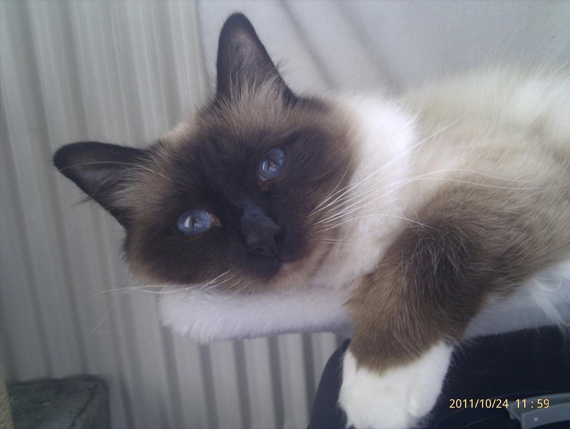 Hellig Birma Sluggi billede 11