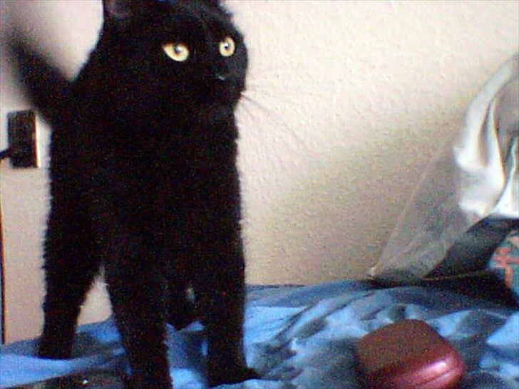 Blanding af racer Coale billede 3