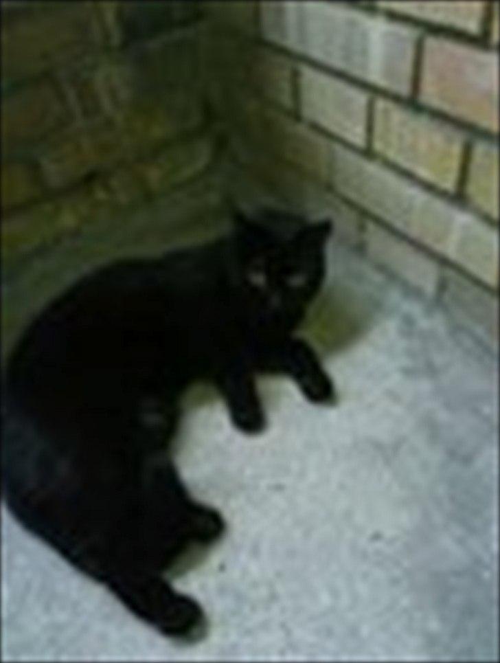 Blanding af racer Coale billede 5