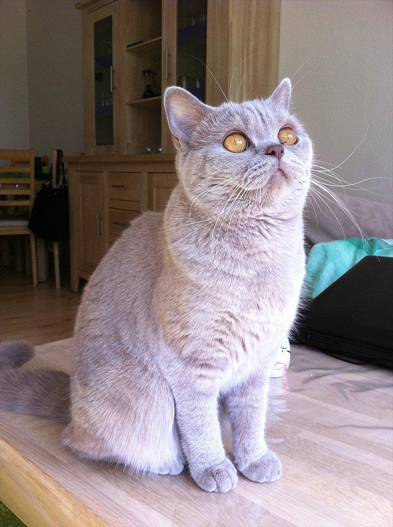 British Shorthair DK Northern Feline Alba V - Alba Viola 1 år gammel (: billede 6