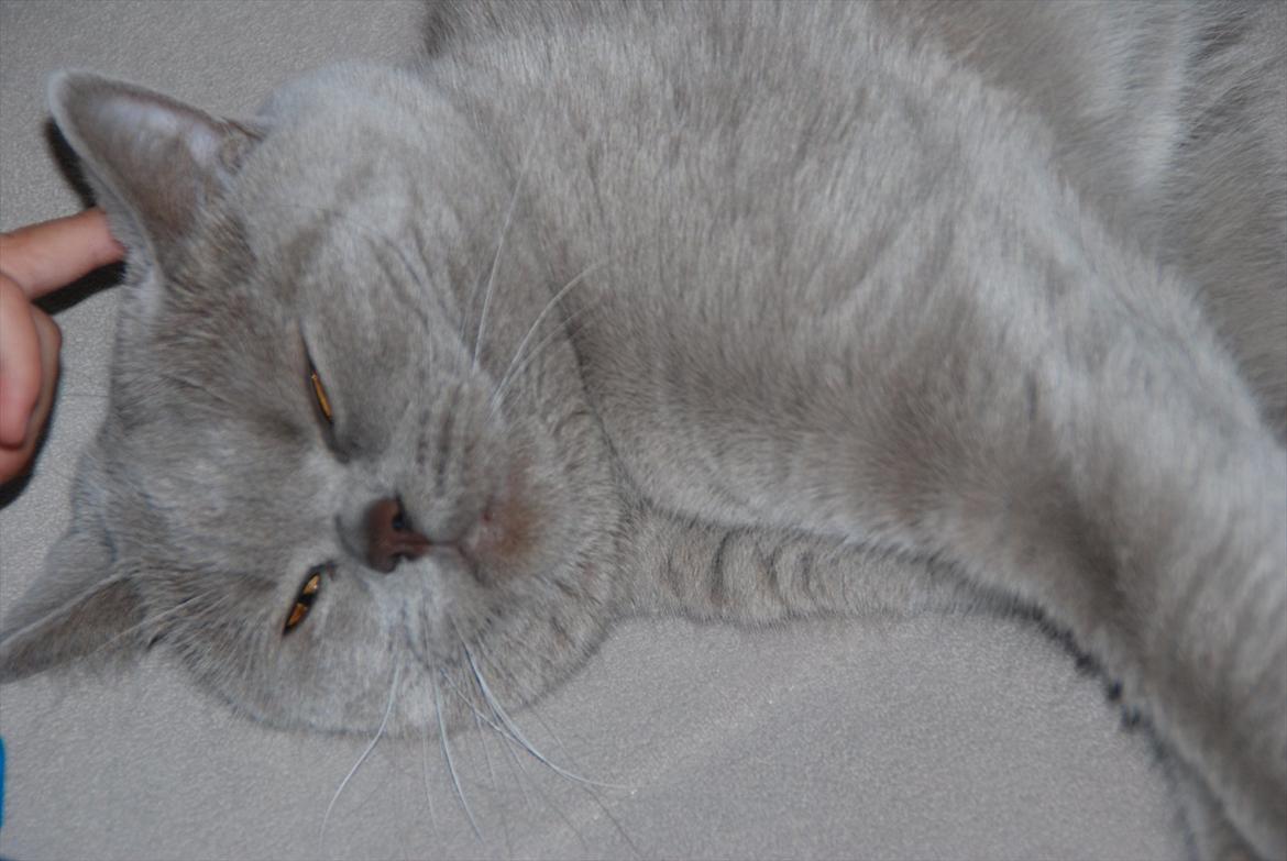 British Shorthair DK Northern Feline Alba V - Alba Viola 1 år, 3 mdr. gammel (: billede 5