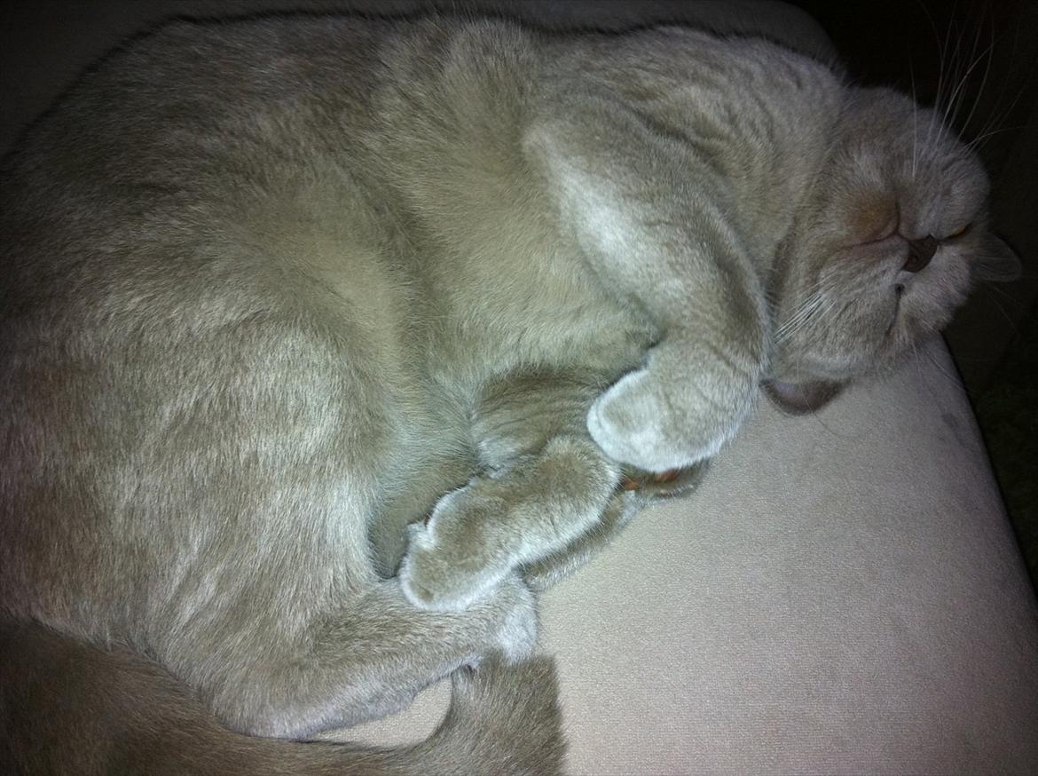 British Shorthair DK Northern Feline Alba V - Alba Viola 1 år, 4 mdr. gammel (: billede 4