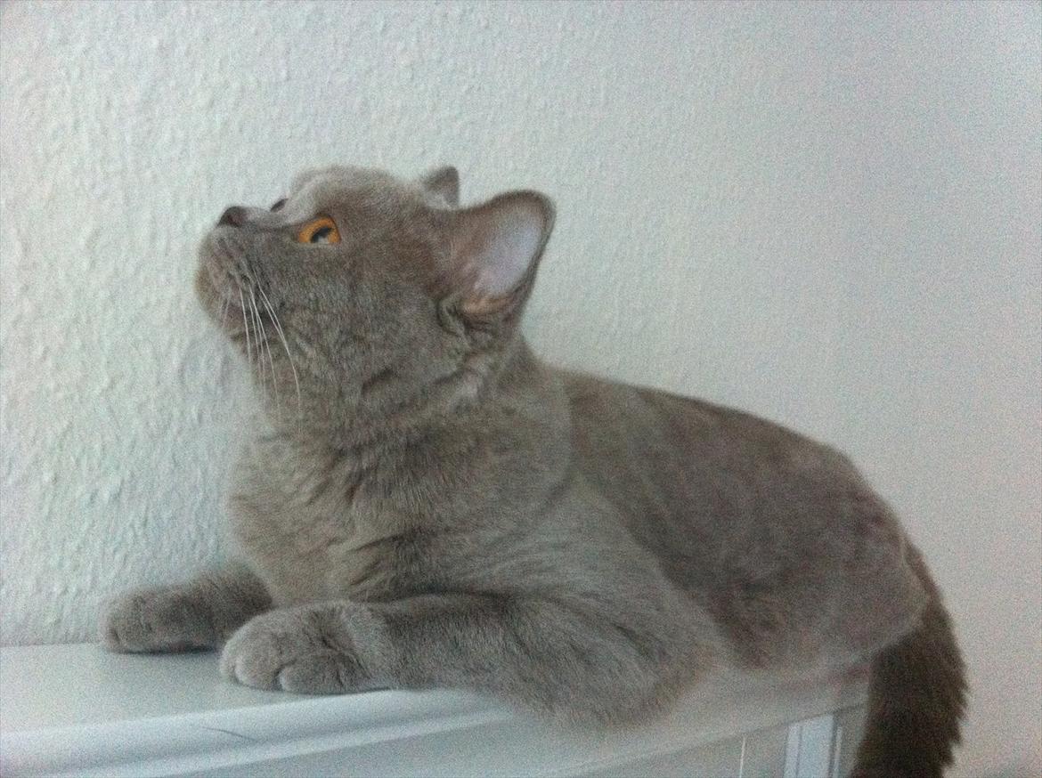 British Shorthair DK Northern Feline Alba V - Alba Viola 1 år, 5 mdr. gammel (: billede 3