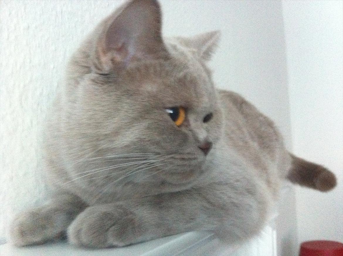 British Shorthair DK Northern Feline Alba V - Alba Viola 1 år, 5 mdr. gammel (: billede 2