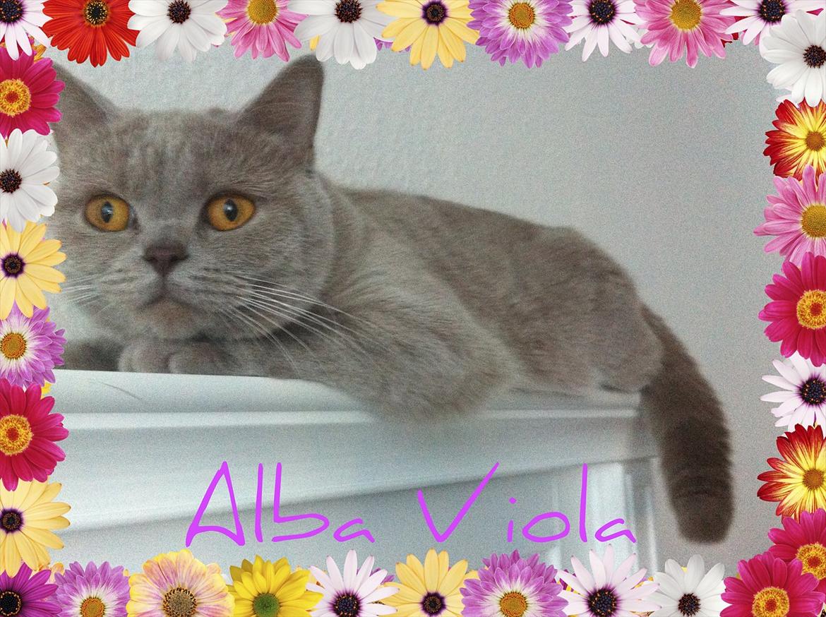 British Shorthair DK Northern Feline Alba V - Alba Viola 1 år, 5 mdr. gammel (: billede 1