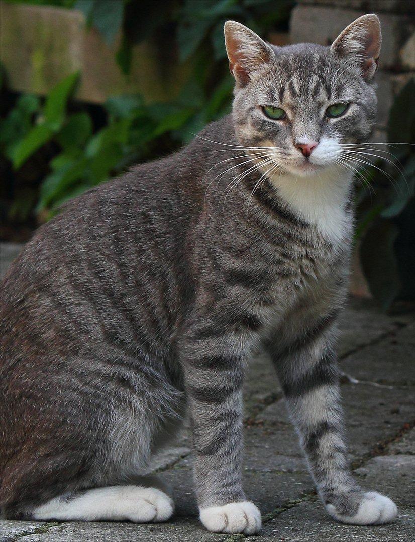 Huskat Merlin billede 1