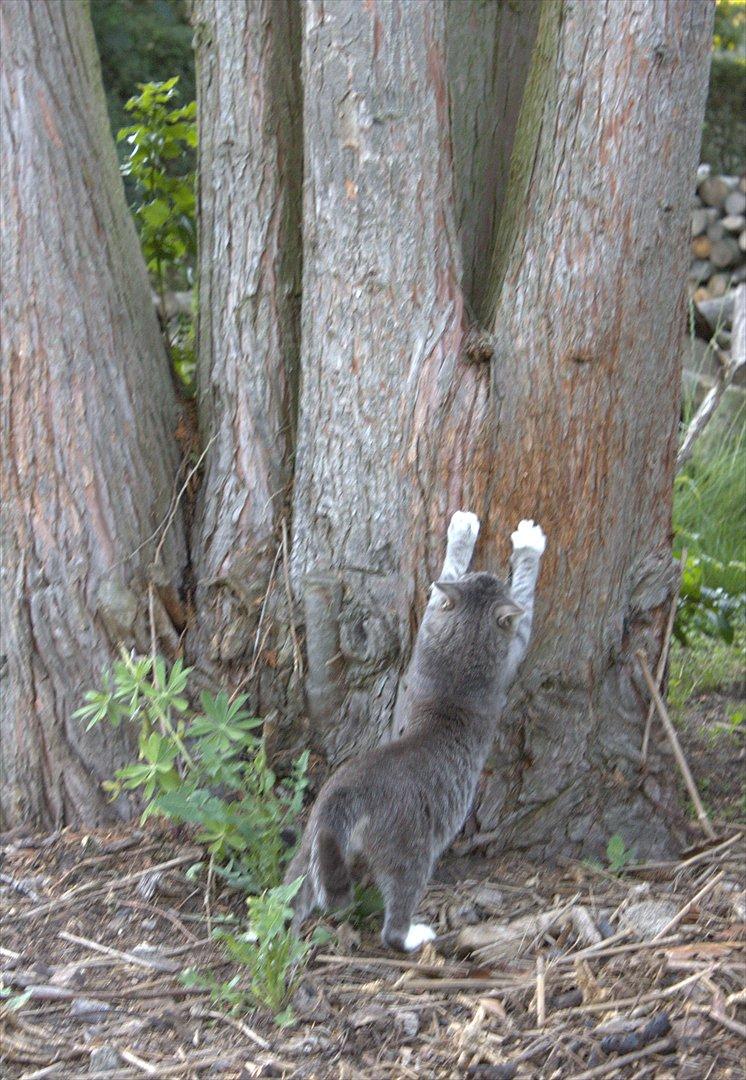 Huskat Merlin billede 2