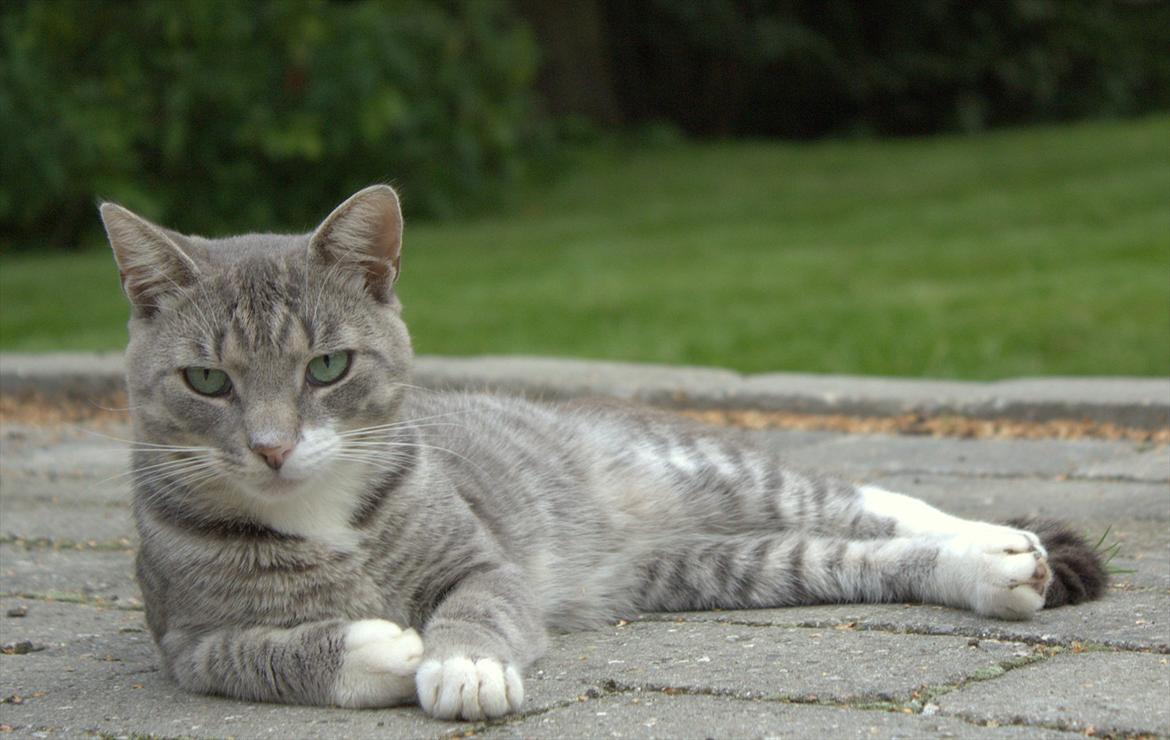 Huskat Merlin billede 3