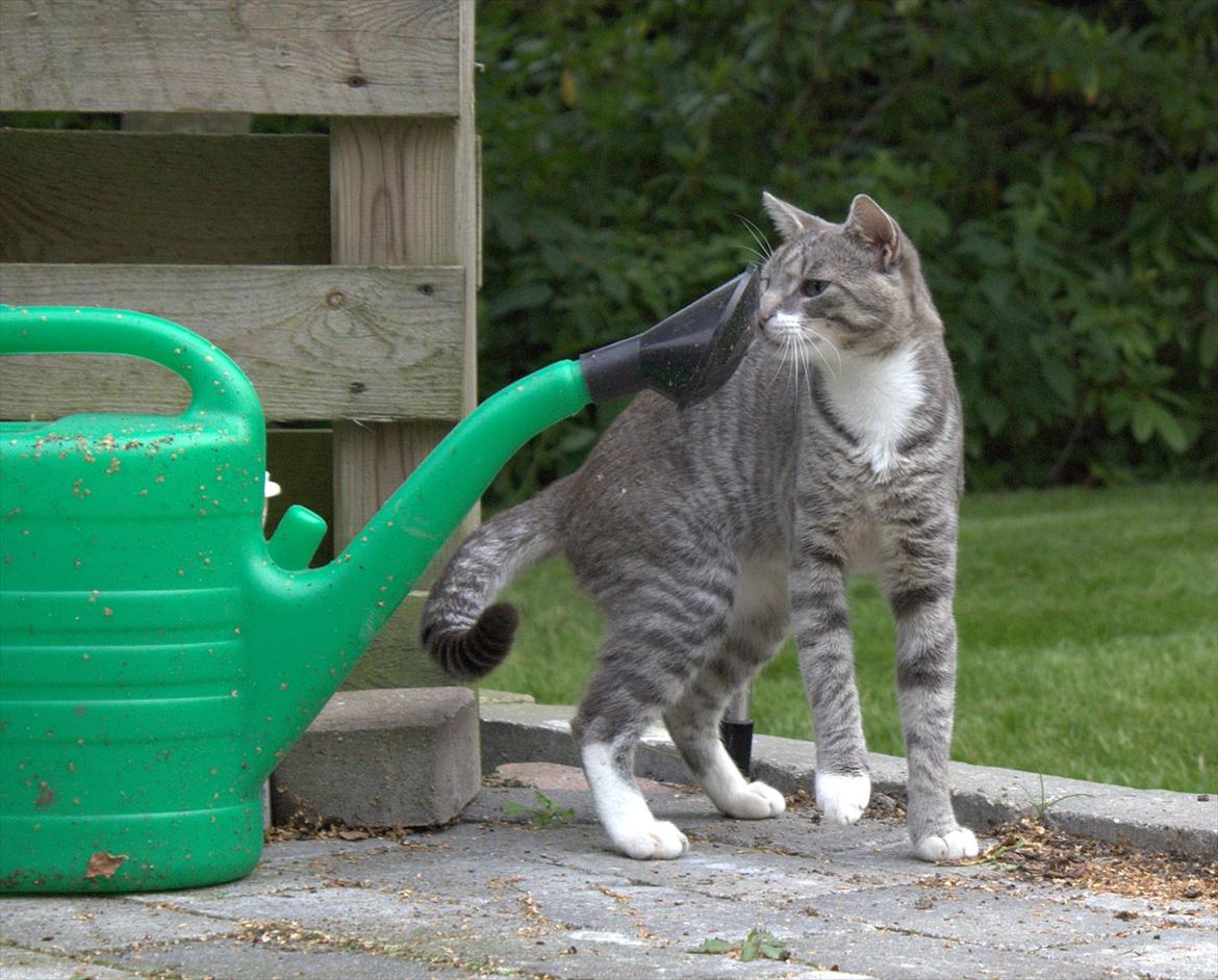 Huskat Merlin billede 4